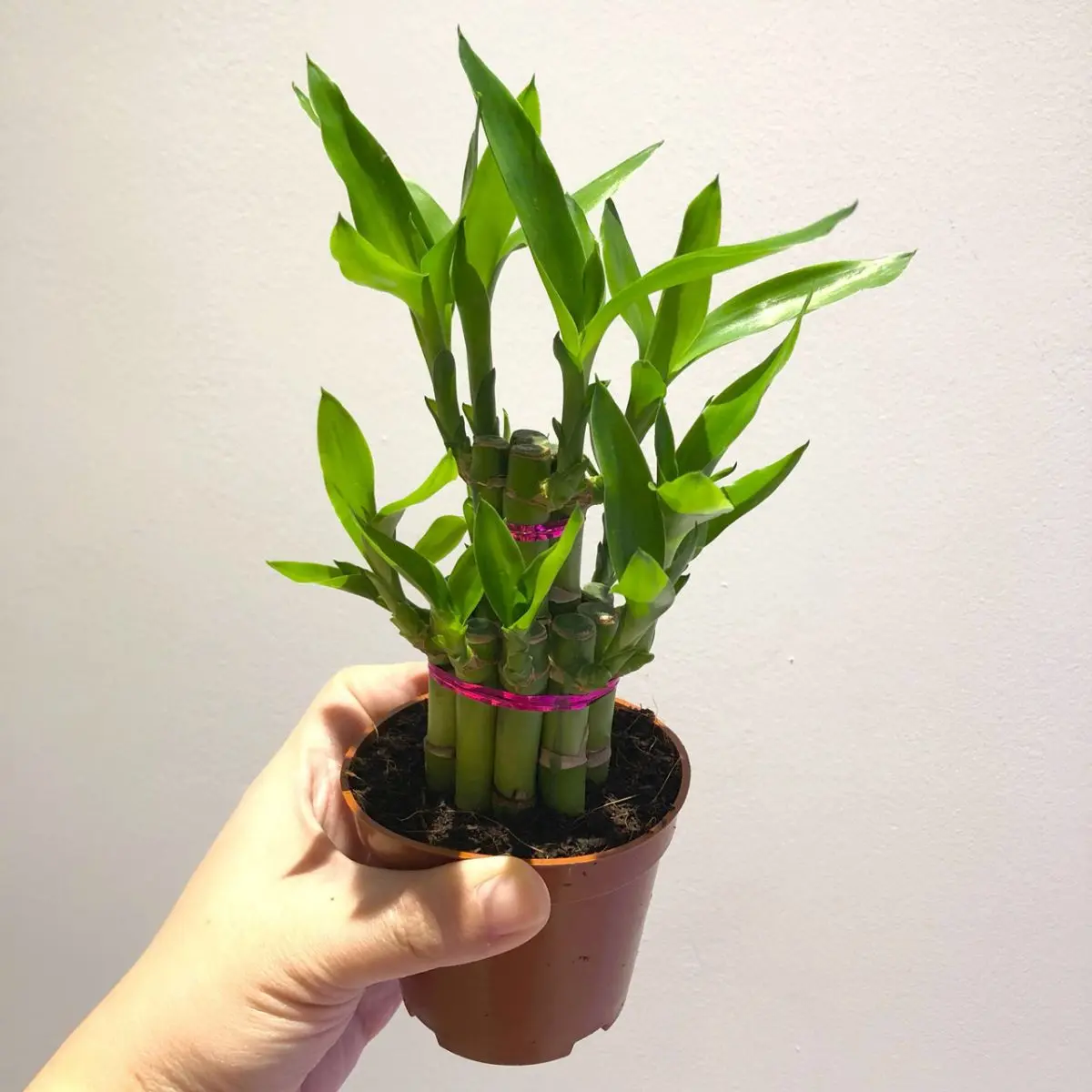 Lucky Bamboo Indoor Houseplant in 4" pot