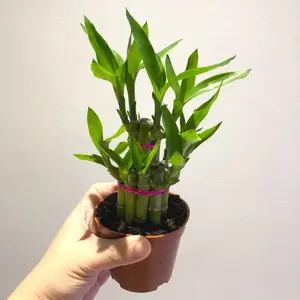 Lucky Bamboo Indoor Houseplant in 4" pot