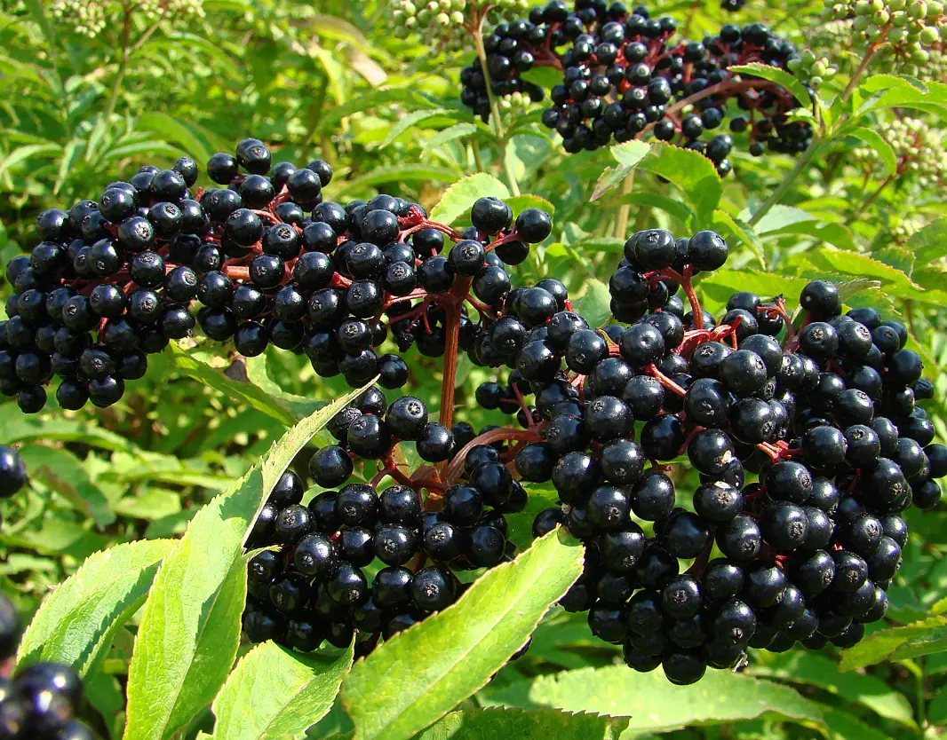 Elderberry Plant Live for Planting 6 to 8 Inch Tall inch