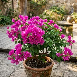 Rare Bougainvillea Seeds for Planting Colorful Blooms Easy to Grow Home Garden Outdoor Decoration Non-GMO Flower Seeds