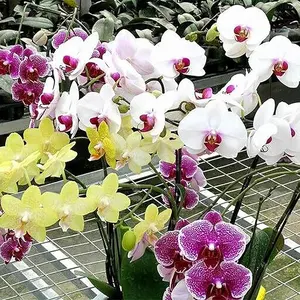 Mix Phalaenopsis Orchid Seed 200 Seeds Long Blooming Flowering Plant Beautiful Potted Plants Eye-catching Decoration Hardiness Zone 10-12