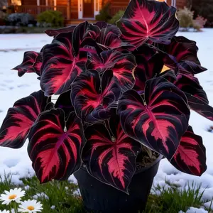 800pcs Hosta Seeds Perennial Shade Plant for Garden and Yard USA-Made Non-GMO with Care Instructions Suitable for All Seasons