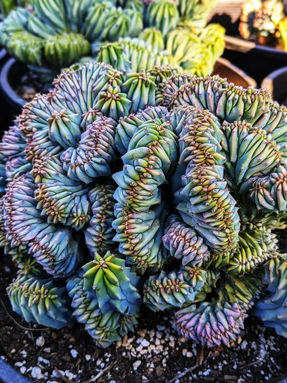 Blue Candle Crested Cactus: Myrtillocactus Cristata Live Plant