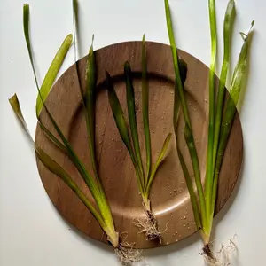 Jungle Val Vallisneria sp. Easy to Grow Aquarium Plant for Beginners Great for Cichlids & Goldfish Live Plant with Quick Growth and Safe Shelter for Fish