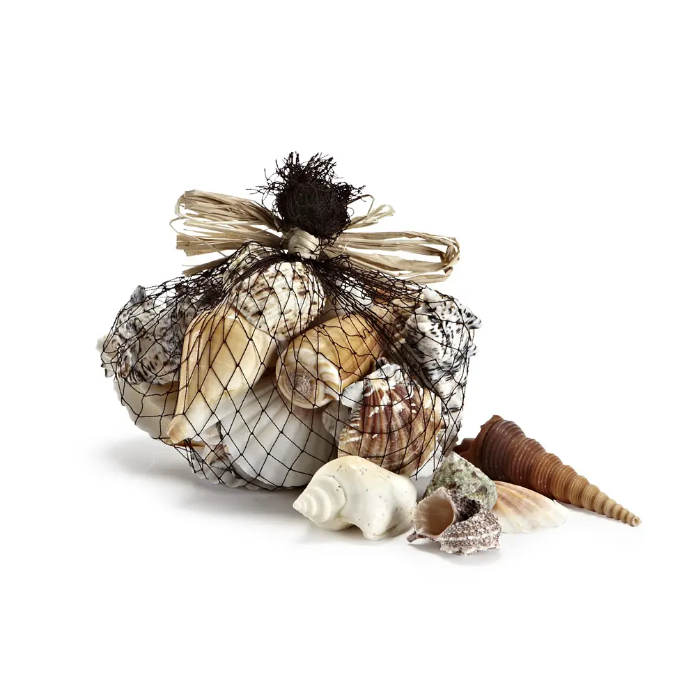 1.5 x 2.5 in. Natural Shell Mixed Seashell, Mixed
