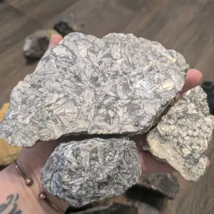 Pinolith Fossils all 3