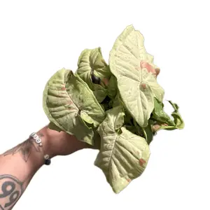 4” Syngonium ‘Milk Confetti’