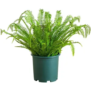 27in.UV Resistant Artificial Fern Plant with Real Leaves (Indoor/)