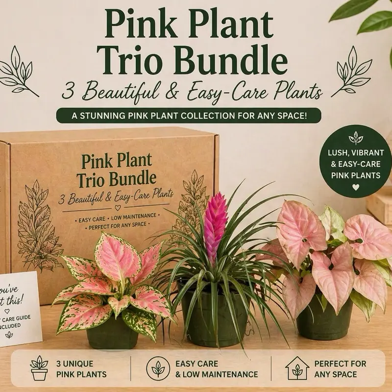 Pink Plant Bundle Box - 3 Pink Plant Pink Plants