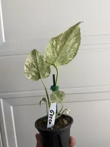 Monstera 'Green Snow'
