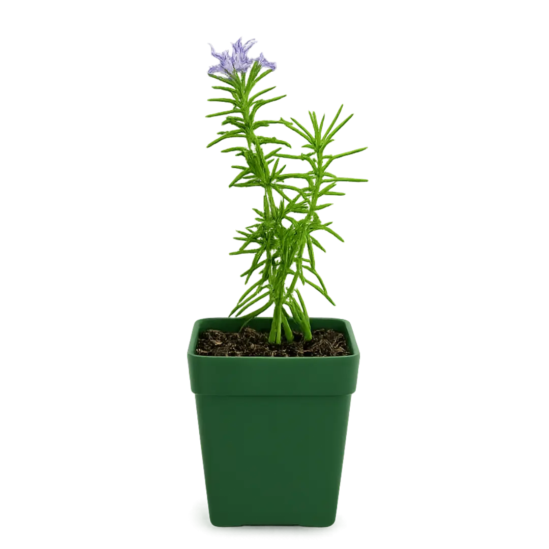 Mini Purple Flower Rosemary Plant Starter - Outdoor Herb Garden