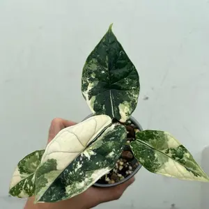 Alocasia Dragon Scale Albo Galaxy | Rare Tissue Culture Plantlet | Sellers choice