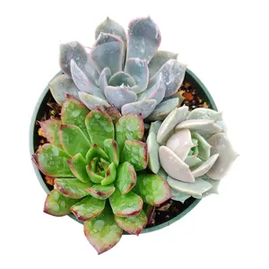 Succulents 3 in 1 (4 Inch)