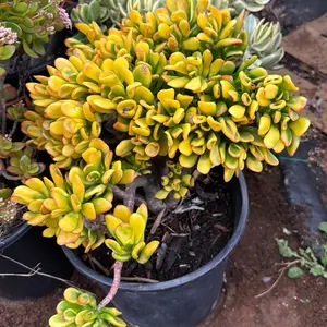 Jade hobbit yellow plant succulent 5gal  bare roots