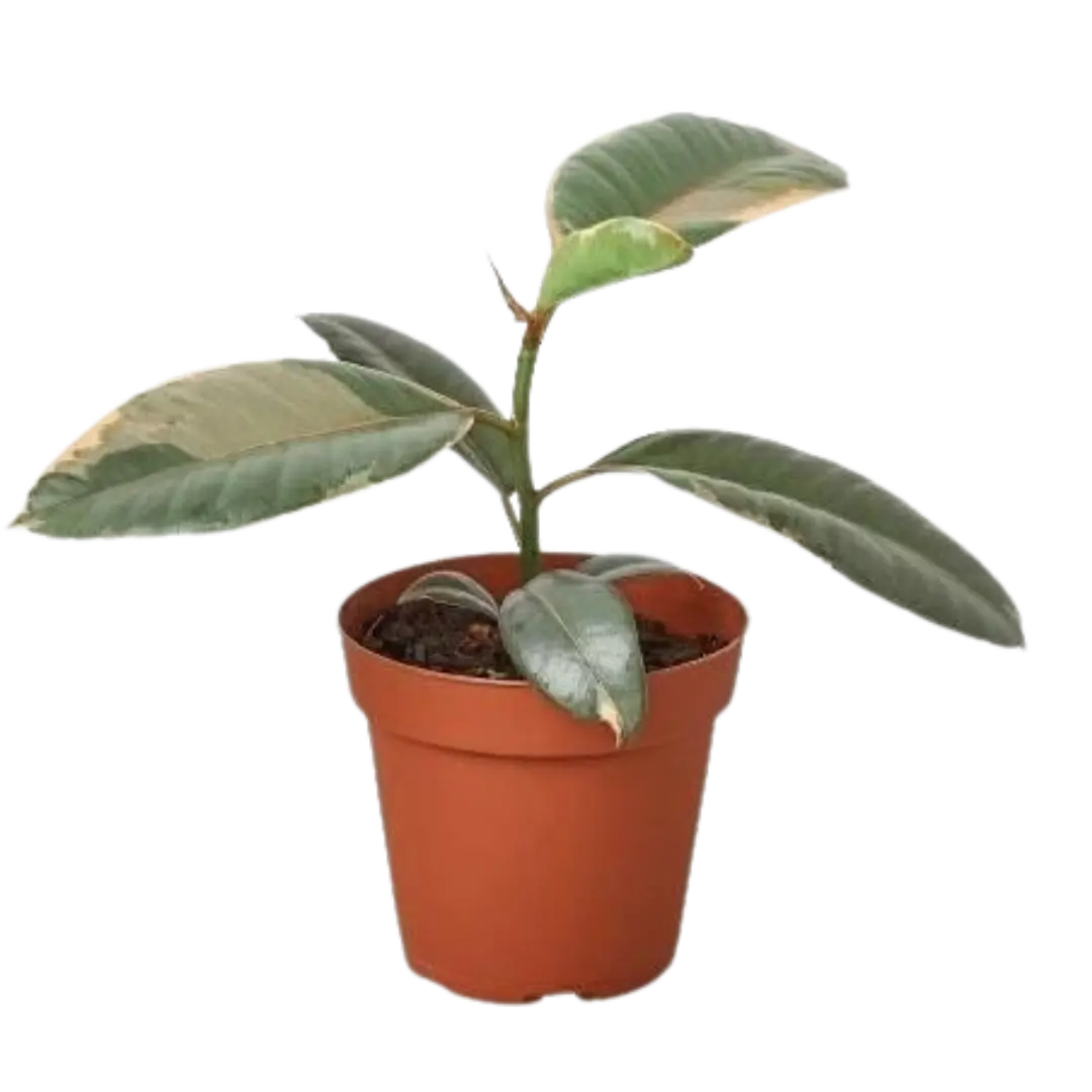 6" Ficus Elastica 'Ruby Pink', Pink Rubber Tree, Live Houseplant, Indoor Plant