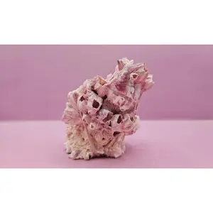 Barnacle with Yellow Jewel Box Shell – Gulf of Mexico (5"x3.5")