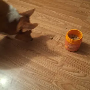 Product Review of Zesty Paws Probiotic Bites for Dogs - Canine Nutritional Supplement with Six Probiotics for Gut Health & Immune Function from N**o