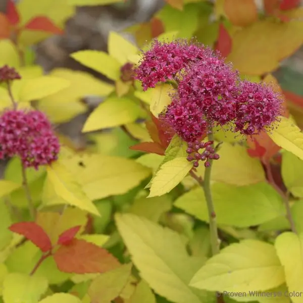 Double Play® Candy Corn® Spirea