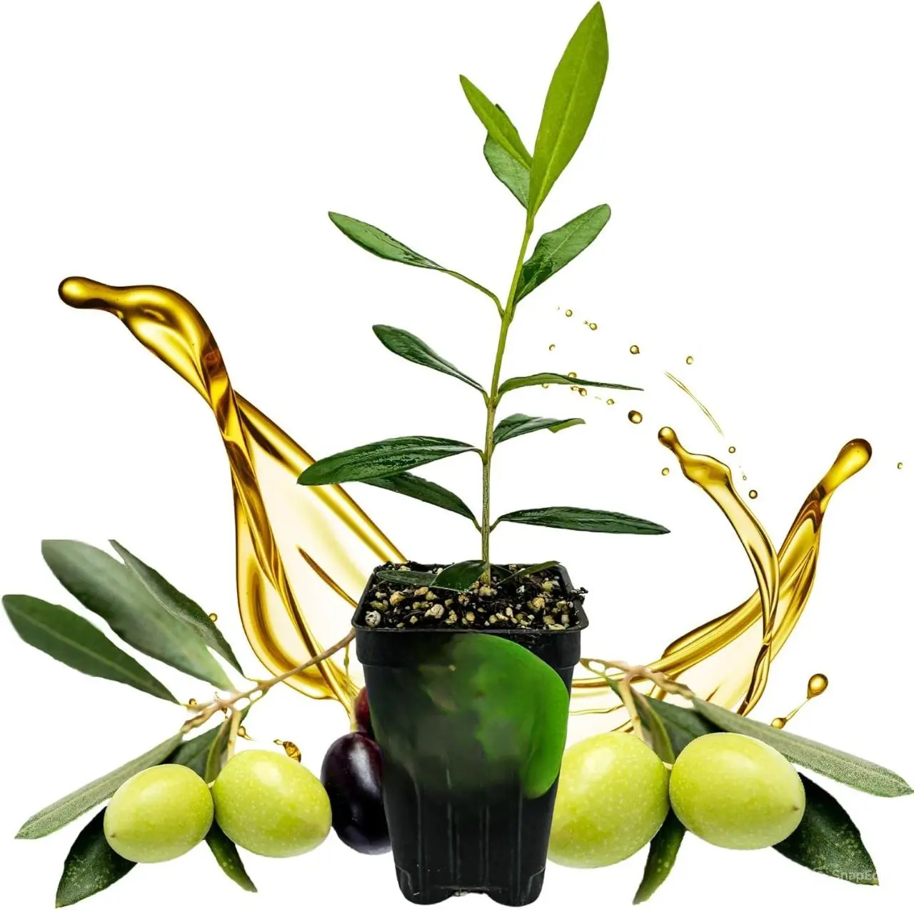 Leccino Olive Tree - Olea europaea Live Plant