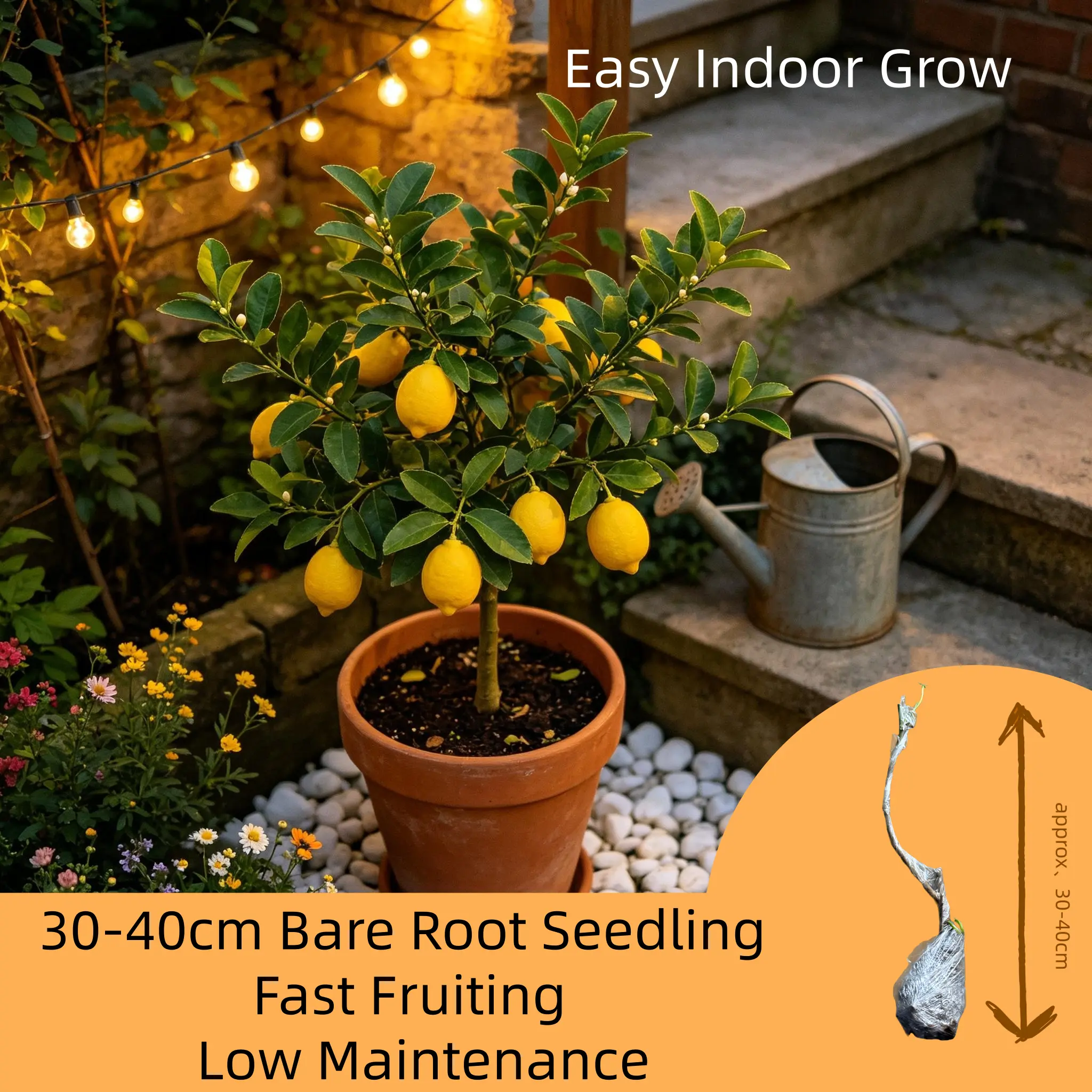 Indoor Orange Tree Seedlings, 30-40cm Height, Easy Care Potted Citrus Tree, Fast Fruiting, Bare Root Live Plant for Home Decor
