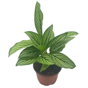BubbleBlooms Calathea Vittata, in a 4 inch Pot, Zebra Peacock Cathedral Plant