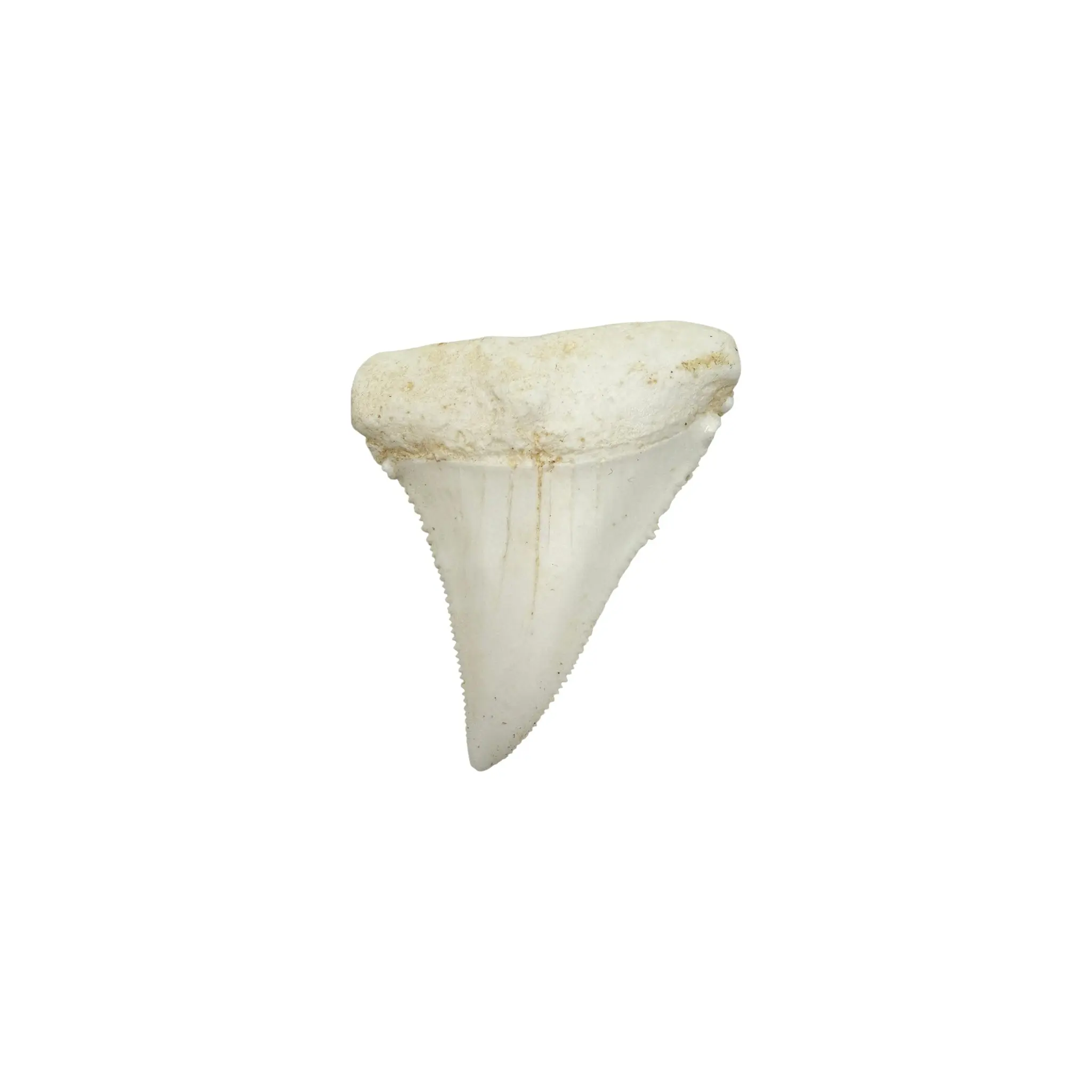 Tooth Replica (Great White Shark)
