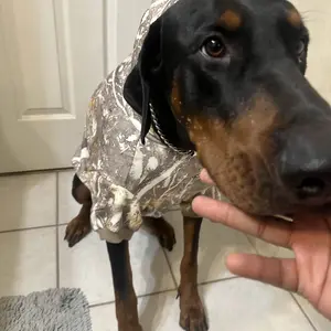 Comfrt Paws | Camo Hoodie