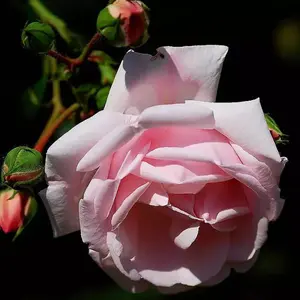 Rose flower seeds, garden special flower seeds, climbing vine flower seeds, balcony potted plants, outdoor hardy, easy to plant, live four seasons flowering, rose seeds, courtyard beautification, green plant flower seeds