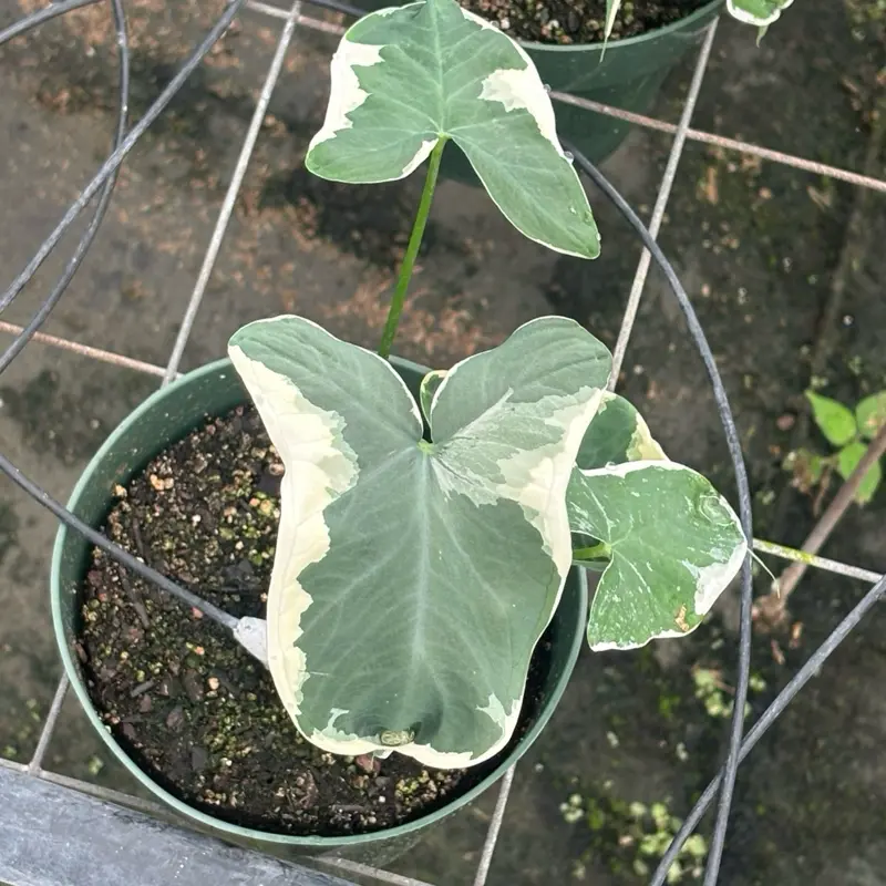 Alocasia Mickey Mouse
