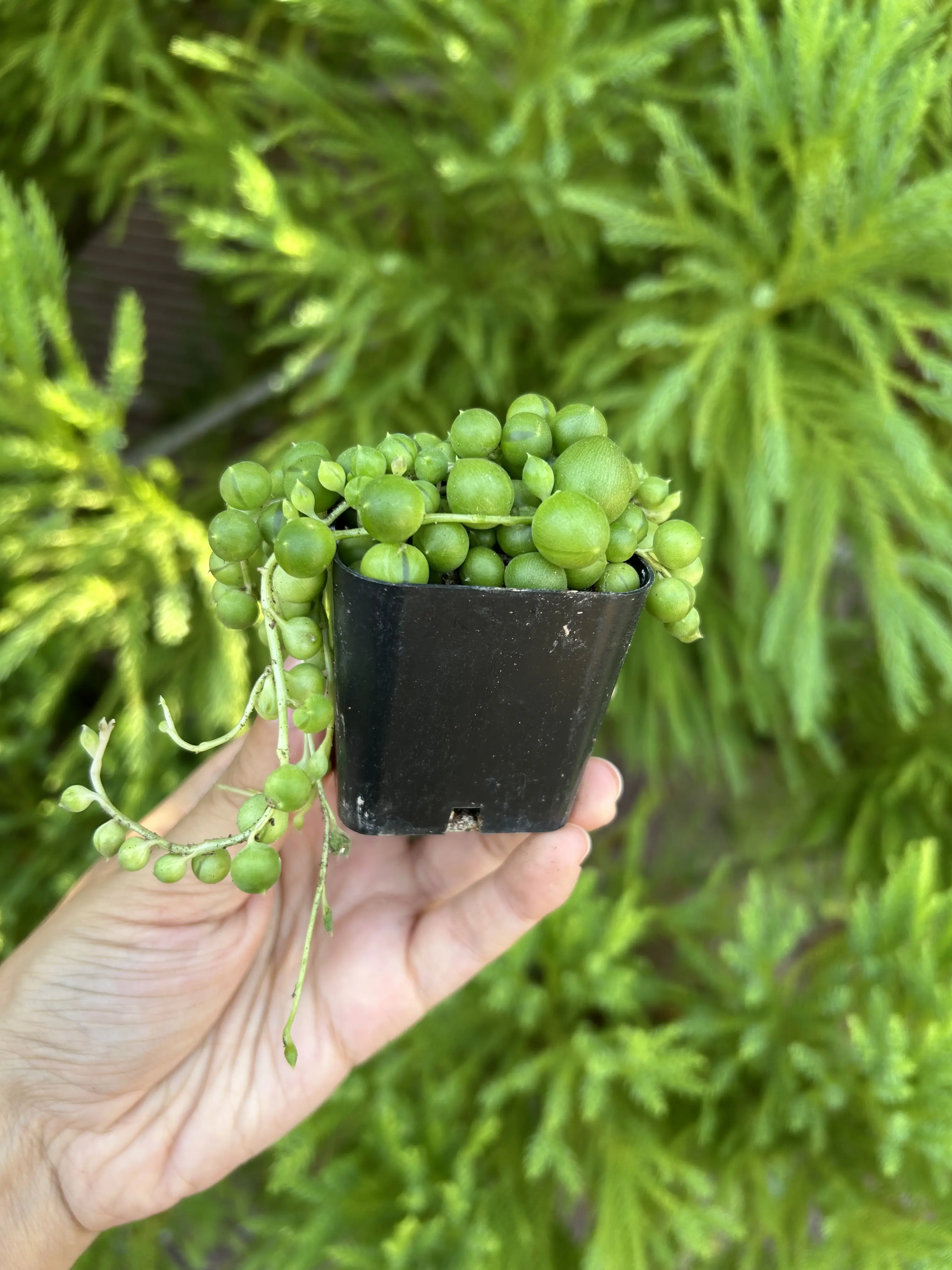 String of Pearls in 2-inch pot (Curio rowleyanus) - Healthy Succulent Live Plant