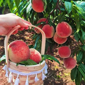 Three-year-old peach seedlings, fully grown and ready for direct transplanting. Extremely cold resistant, plant height can reach 13-20 inches. The peaches are sweet and delicious. Suitable for potted planting in gardens, gardens and balconies