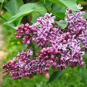 Syringa vulgaris Sensation - Sensation French Lilac - Fragrant - Live stater Plant - ship no  pot  3 inch to 5 inch