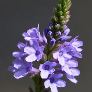 50 Blue Vervain Seeds - Verbena hastata Seeds - Medicinal Herb - Lovely Flower!