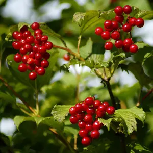 Nannyberry Bush – Live Bare Root, 18–24 in | Viburnum lentago