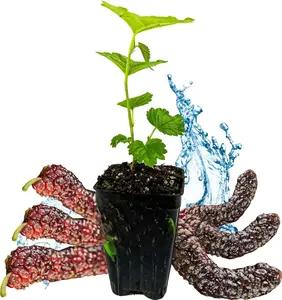 Compact Size Indoor Mulberry Morus Nigra Live Tree with Pot - Easy Care