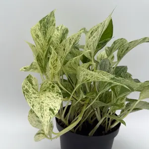 Pothos Snow Queen 6" Pot Live Tropical House Plant with Unique Variegated Leaves for Indoor Home Decoration Easy Care Low Maintenance