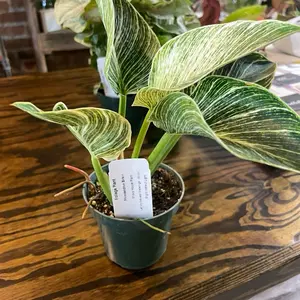 Philodendron Birkin Variegated Green & White Leaves Indoor Plant in 4 Inch Pot Perfect for Home Decor