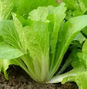 Korean Small Cabbage Seeds,, Asian Vegetable