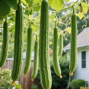 100 Loofah Gourd Seeds for Garden, Luffa Climbing Vine Vegetable Seeds for Outdoor Planting, Seeds Only Not Live Plants