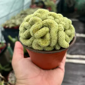 Brain Cactus | Live Succulent Plant for Home or Garden