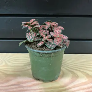 Red Nerve 4 Inch Planter