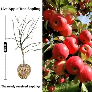 Live Apple Tree Sapling, Fast-Growing Fruit Tree for Planting, Sweet Crisp Apples, Cold-Hardy for USDA Zones 4-8, Easy to Grow for Home Garden, Backyard Orchard & Patio, Beginner-Friendly Gardening Gift, Produces Fresh Apples in 1-2 Years