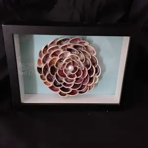 Cross barred Venus Clam Flower in Shadow Box - Natural Design with Detailed Shell Detail, Ideal for Display and Collecting