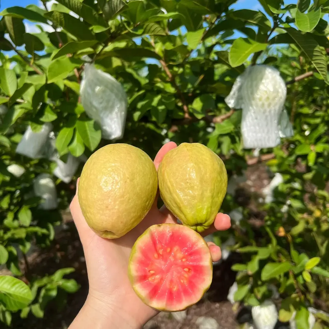 Live Pink Red Guava Tree Sapling, Sweet Juicy Pink Flesh, Heavy Fruiting Tropical Fruit Plant, Easy to Grow for Patio, Backyard & Container Planting