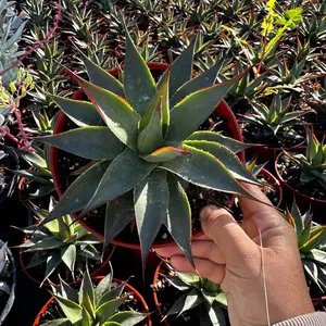 Agave blue glow 6 inch pot plant Agave blue glow 6 inch pot plant