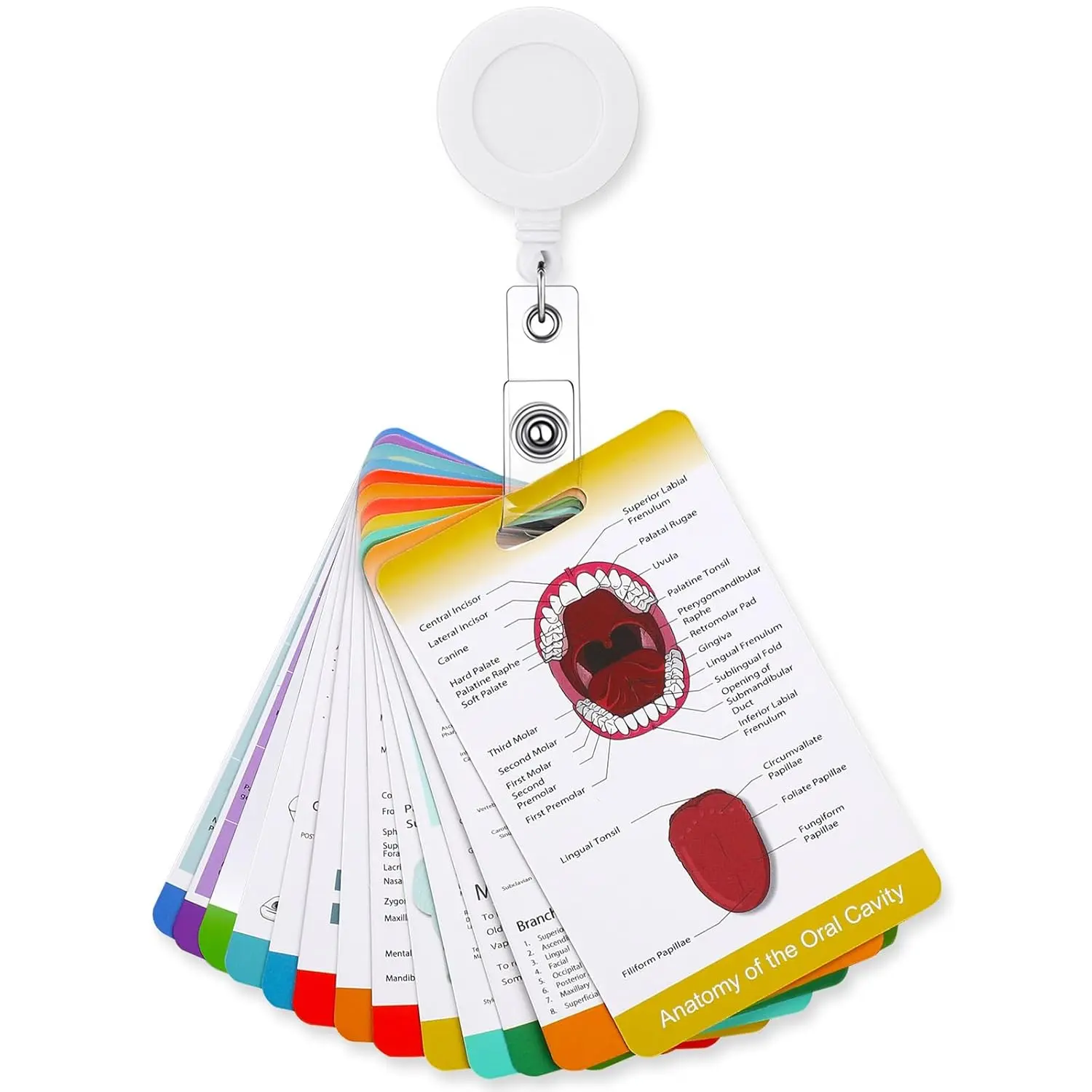 13 Pieces Dental Hygiene Reference Study Cards Bulk Dental Hygiene Student Must Haves for Hygienists Assistant Future Rdh Bundle Accessories