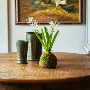 Mini Vanda Orchid in Moss Ball Small White