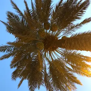 background preload poster image 