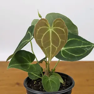 Anthurium Clarinervium in 4 inch pot live Houseplant Tropical Plants