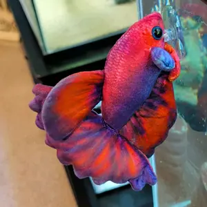 Red/Purple Betta Plush